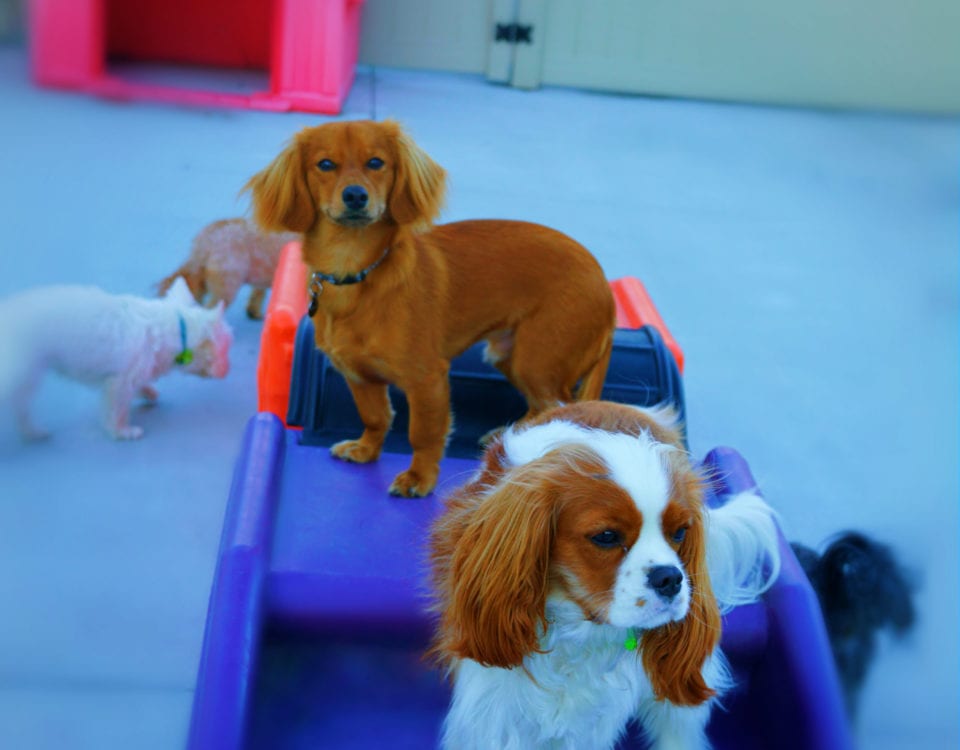 Doggie Daycare 9