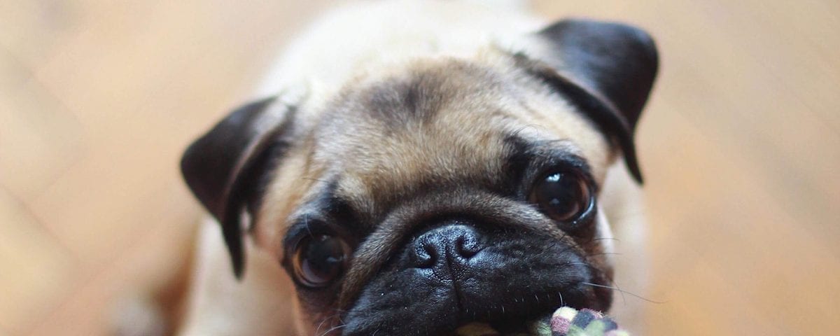 pug playing unsplash scaled