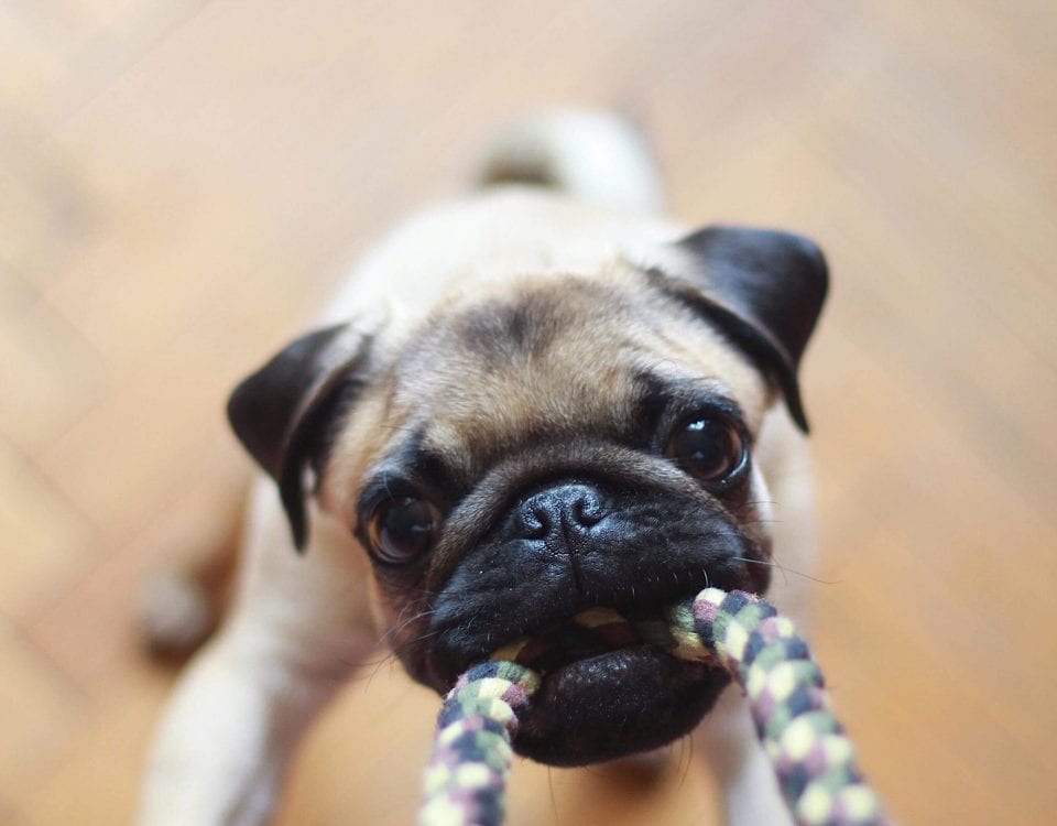 pug playing unsplash scaled