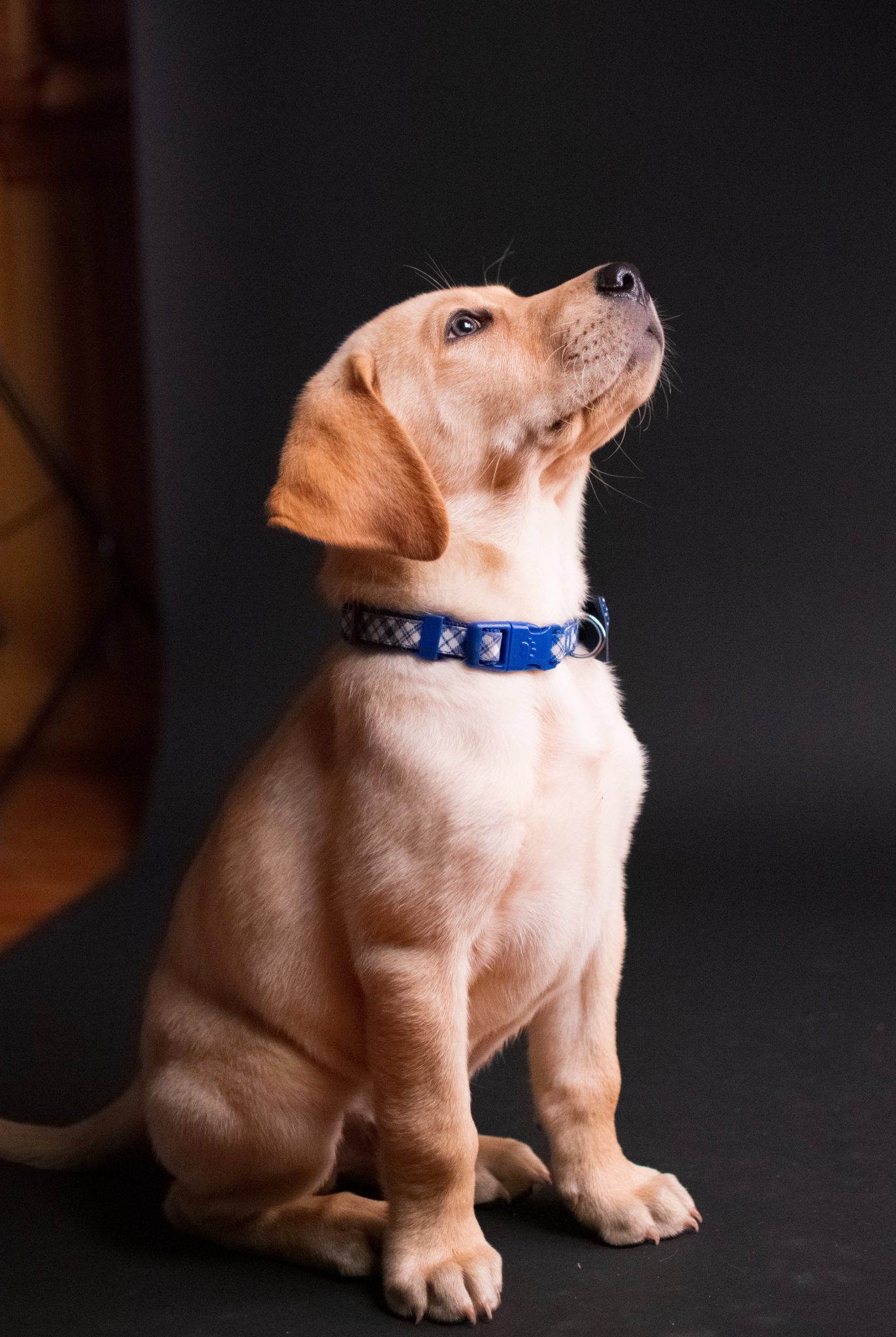 yellow lab in blue collar sitting and looking up unsplash scaled