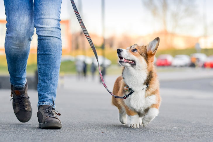 corgie being walked