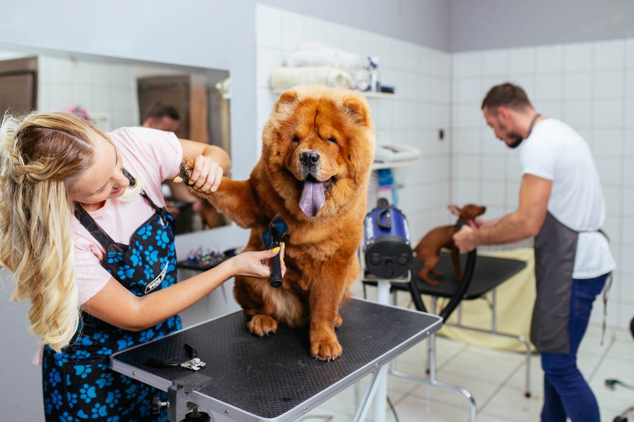 Dog grooming service