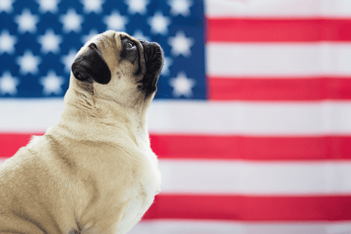 patriotic dog